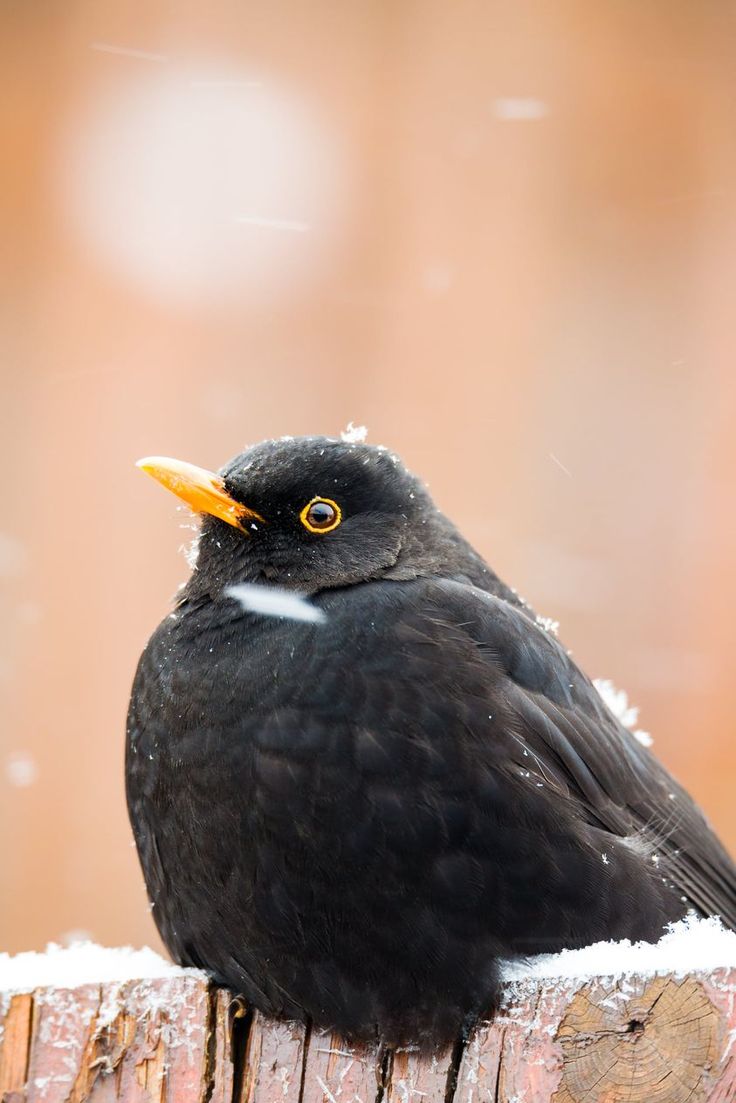 a small black bird sitting on top of a wooden fence post in the snow with an orange beak