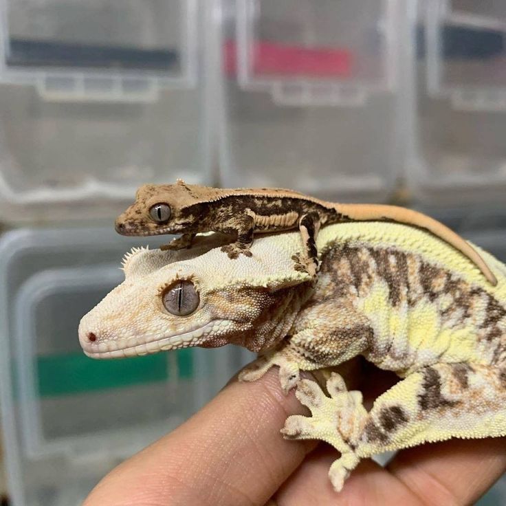 a small gecko sitting on top of someone's hand in front of some plastic bins