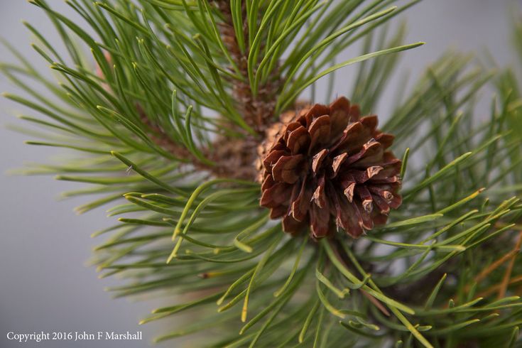 a pine cone hanging from a tree branch