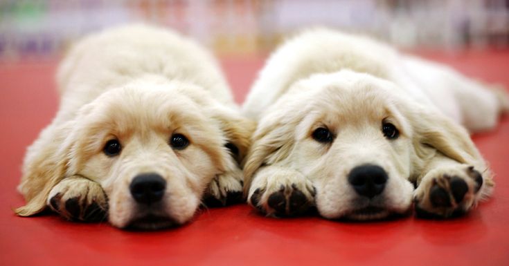 two white puppies are laying down on a red surface with their heads resting on each other