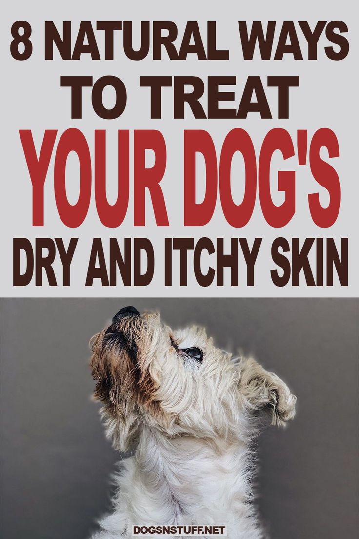 a dog with it's mouth open and the words 8 natural ways to treat your dogs dry and tidy skin