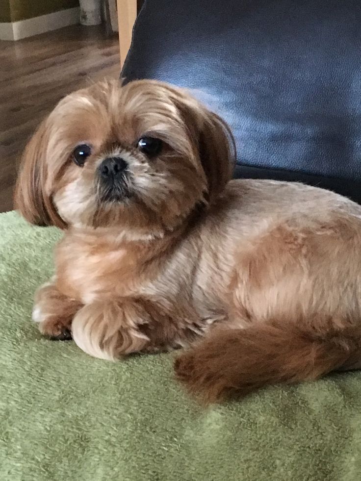 a small brown dog laying on top of a green blanket