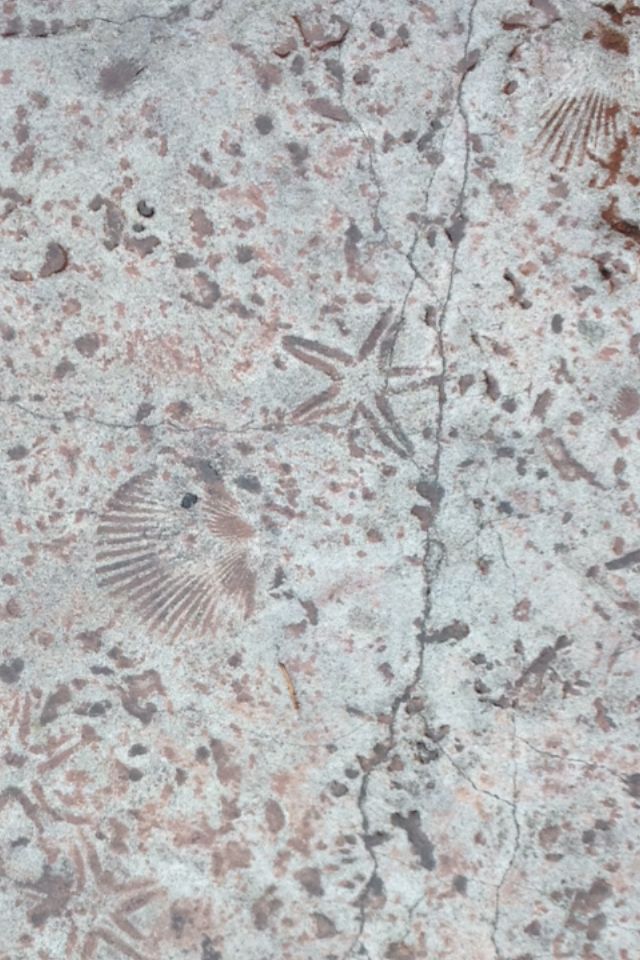 an old rock with shells on it is shown in close up view from the top