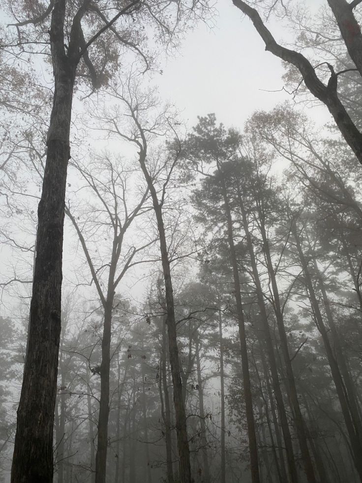 fog in the forest with tall trees and no leaves