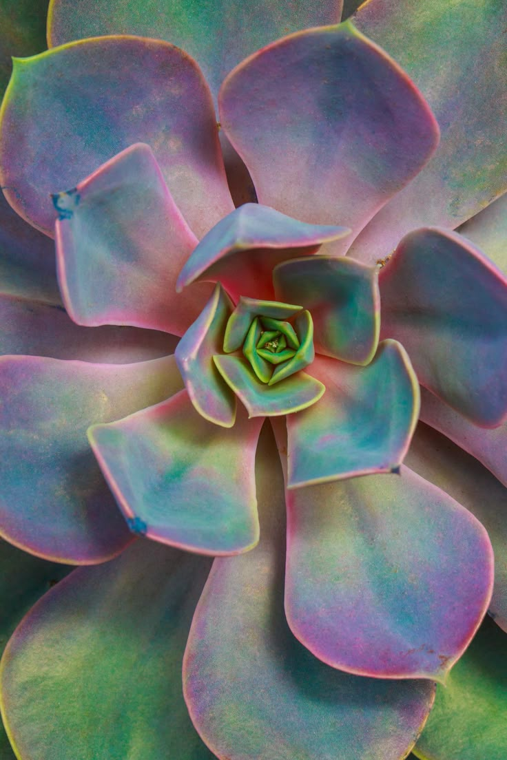 a large green and purple plant with lots of leaves