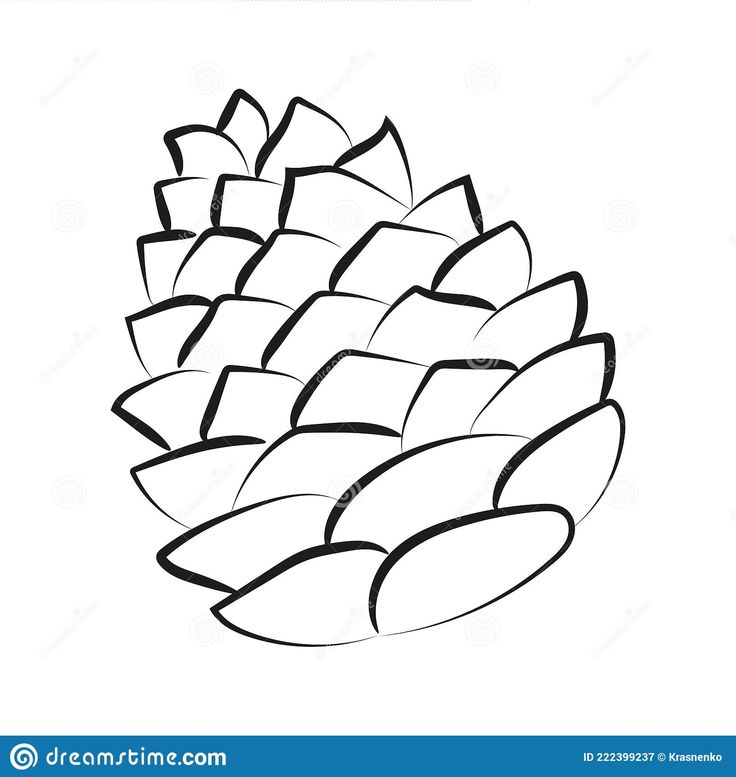 a pine cone on a white background stock photo - image 349874