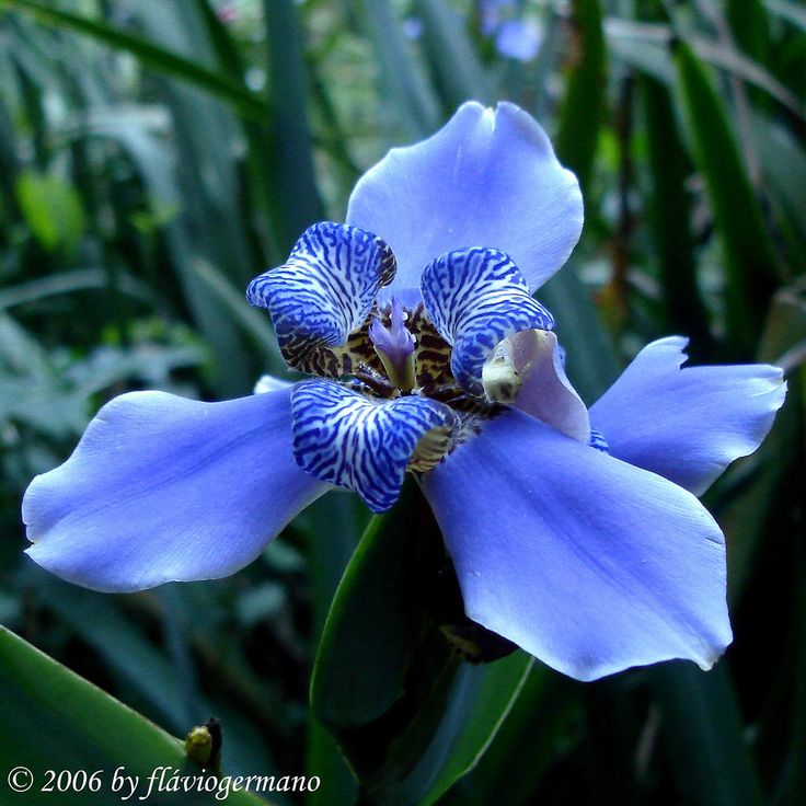 a blue flower that is growing in the grass