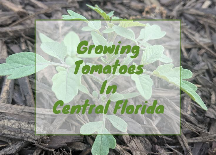 growing tomatoes in central florida with text overlay that reads growing tomatoes in central florida