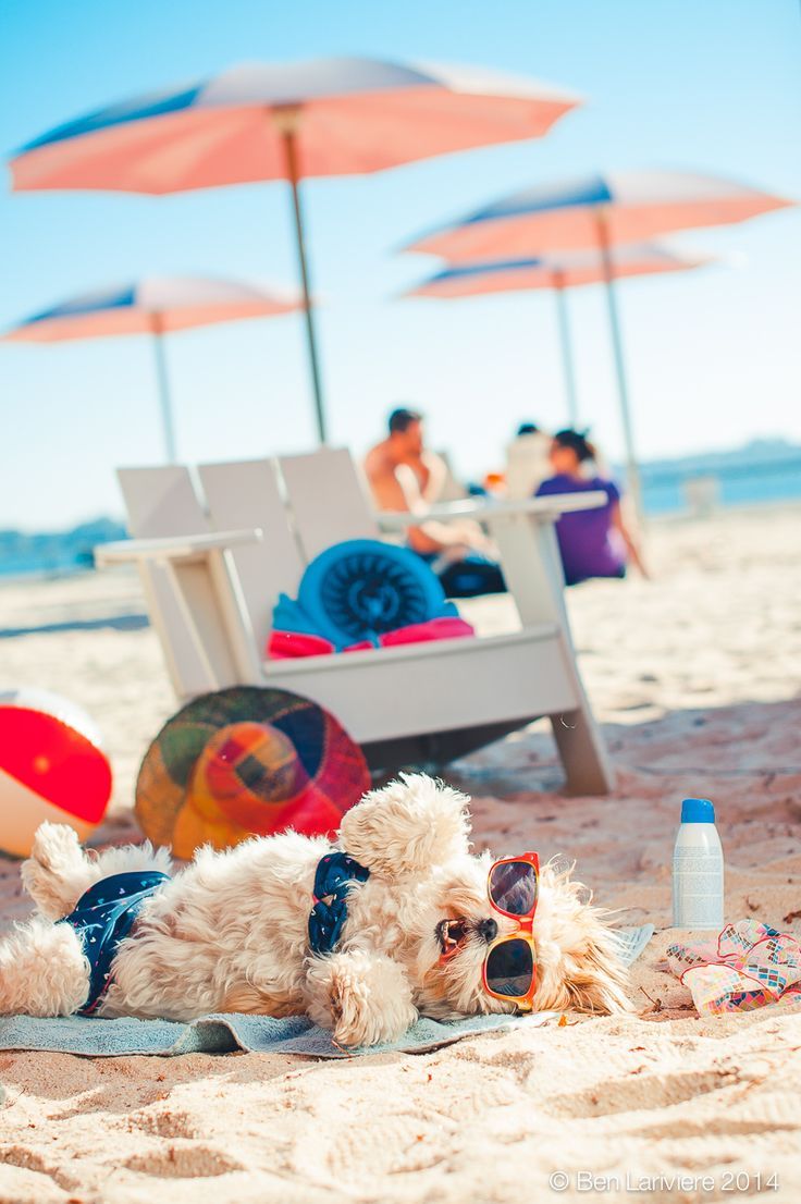 a white dog laying on top of a sandy beach