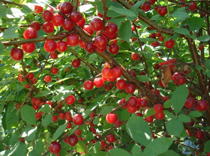 red berries are growing on the branches of a tree