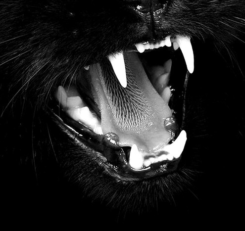 a black cat with its mouth open and it's teeth wide open showing fangs