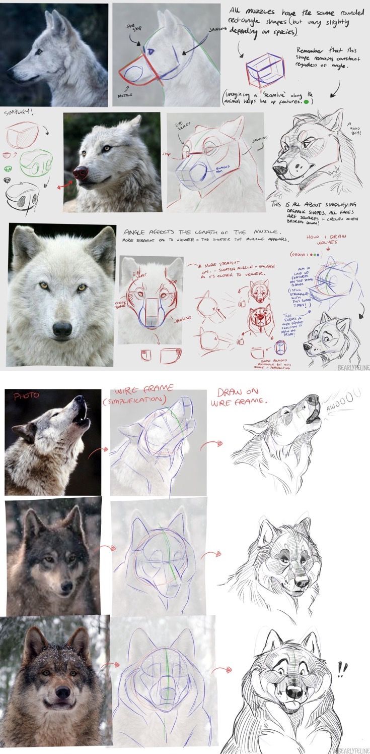 several different pictures of wolfs with their faces drawn in pencil and some drawings on paper