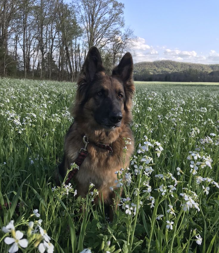 a german shepherd dog sitting in the middle of a field full of white and blue flowers