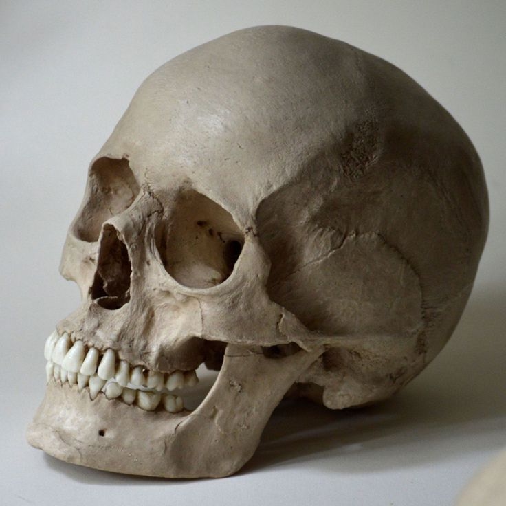 a human skull is shown on a white surface