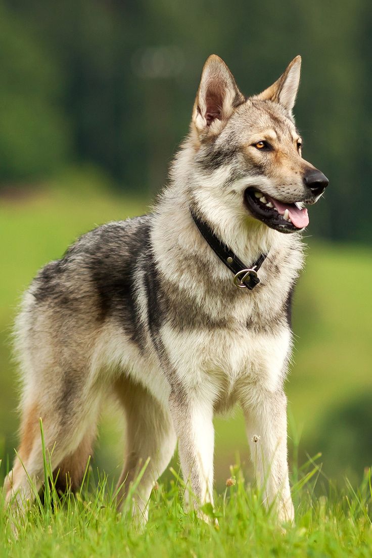 a gray and black dog standing on top of a lush green field with trees in the background