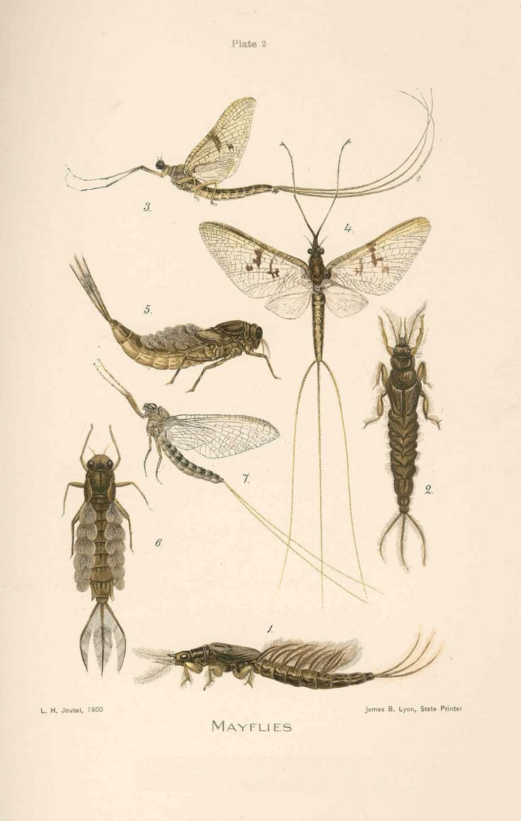 an illustration of different types of bugs and mosquitoes, from the natural history of insects