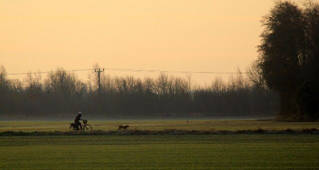 a person riding a bike in the middle of a field with a dog running behind them