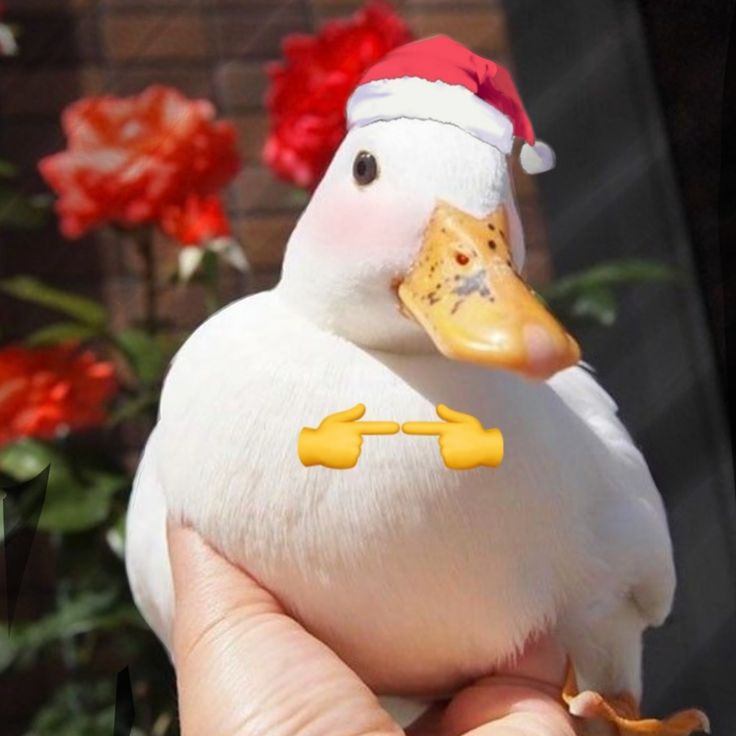 a white duck wearing a santa hat and holding it's head in someones hand