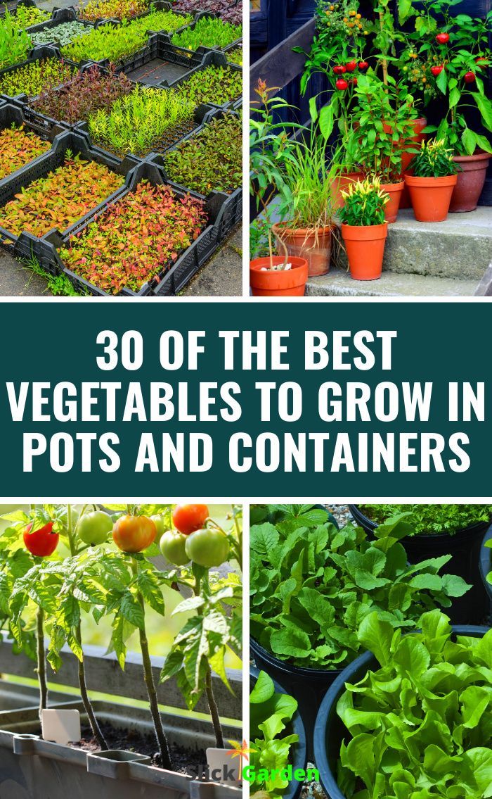 the best vegetables to grow in pots and containers