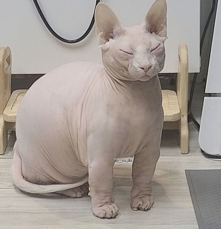 a hairless cat sitting on the floor next to a desk and chair with its eyes closed