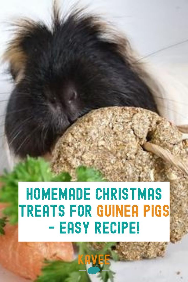 a guinea pig with its head on top of a piece of bread next to carrots