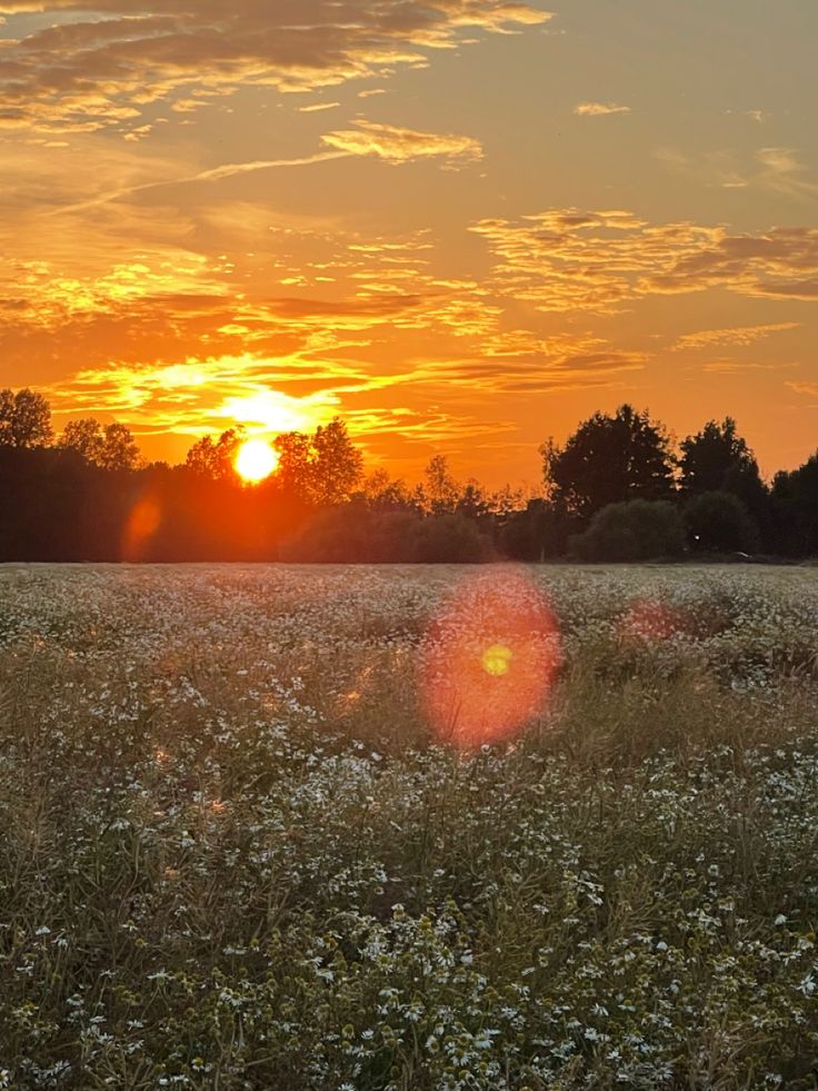 the sun is setting over a field with wildflowers and trees in the background