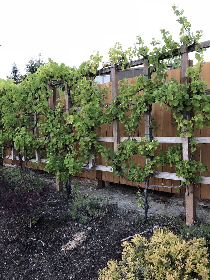 a wooden fence with vines growing on it