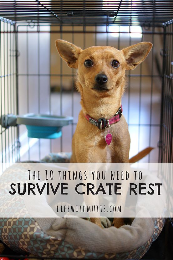 a small dog in a cage with the words, the 10 things you need to survive crate rest