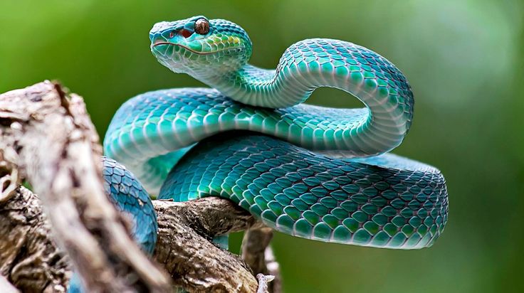 a blue snake is sitting on a branch