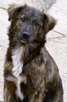 a brown and white dog sitting on the ground