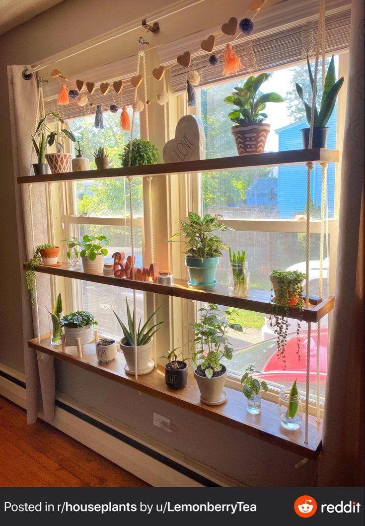 the window is filled with many houseplants and plants in pots on shelves next to each other