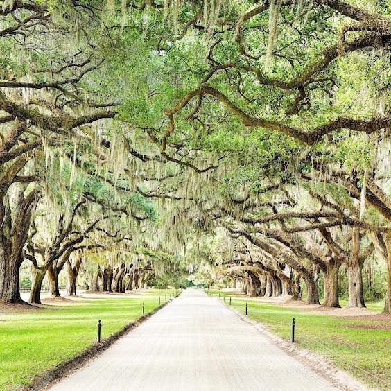 a road lined with trees covered in spanish moss