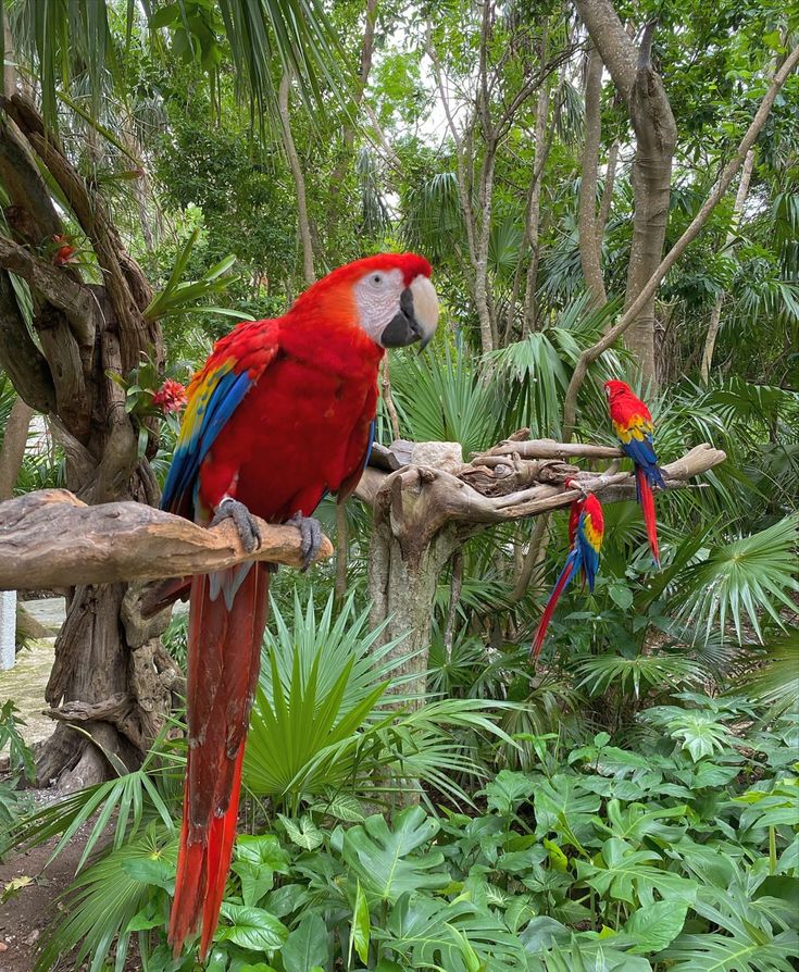 three colorful parrots are perched on the branch of a tree in a tropical forest