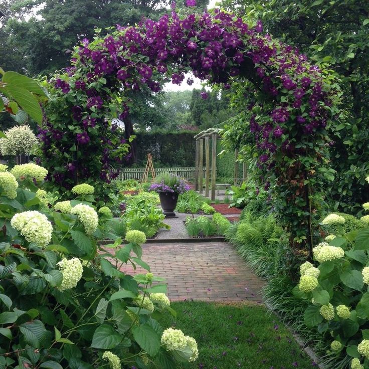 a garden with lots of green plants and purple flowers