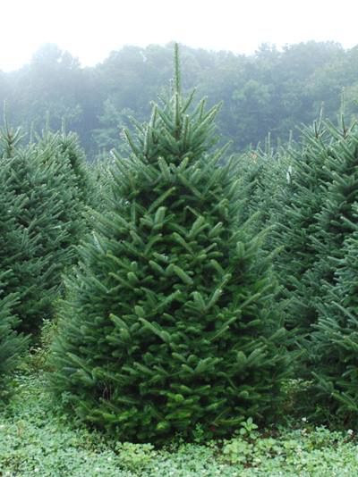 a row of christmas trees in a field