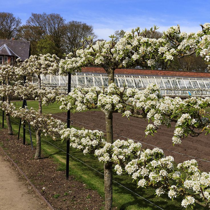 flowering trees line the side of a fenced in area with greenhouses behind them