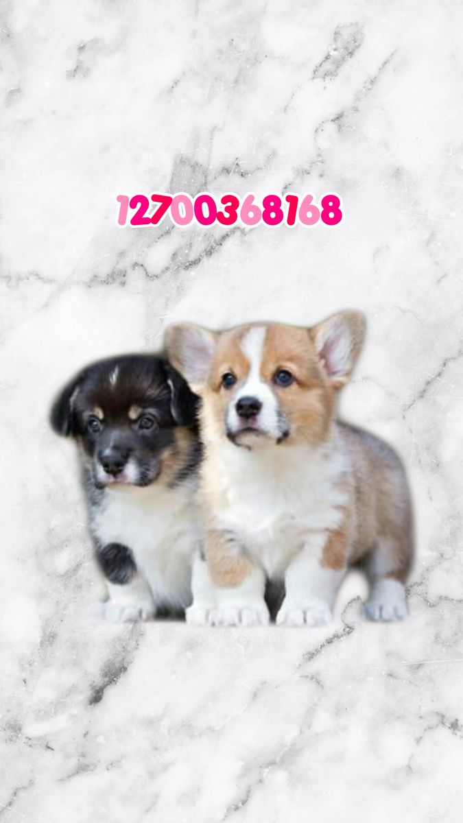 two puppies sitting next to each other on a white marble background with the words 20903888