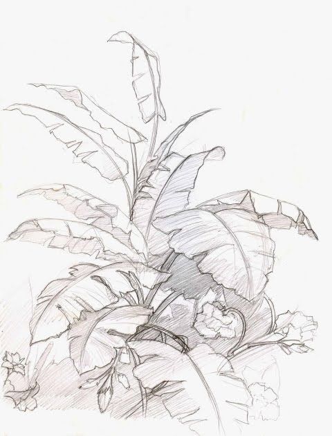 a pencil drawing of a plant with leaves