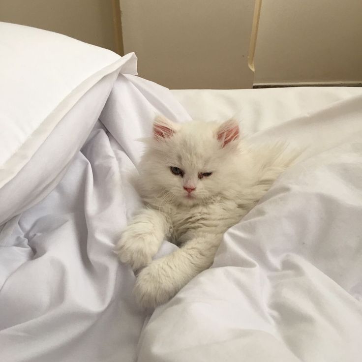 a white cat laying on top of a bed covered in white sheets and pillows,