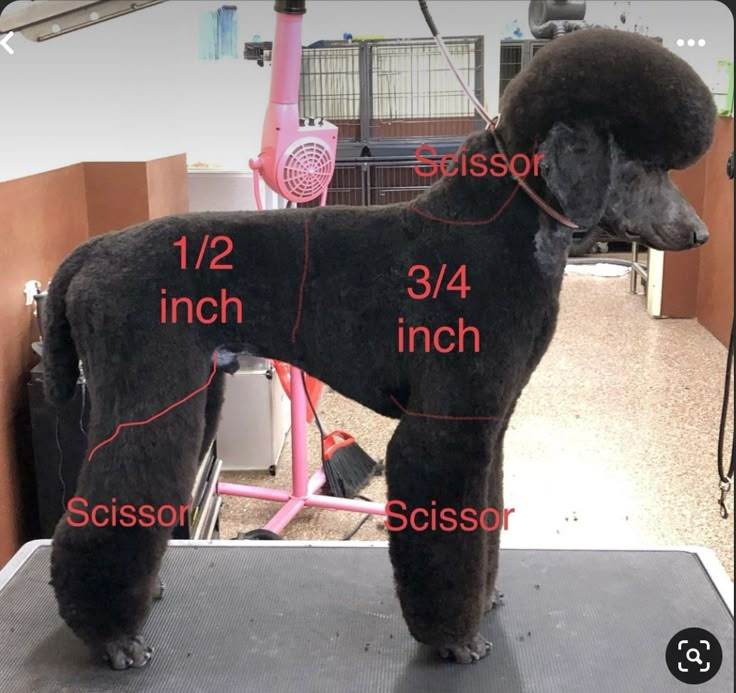 a black poodle standing on top of a table