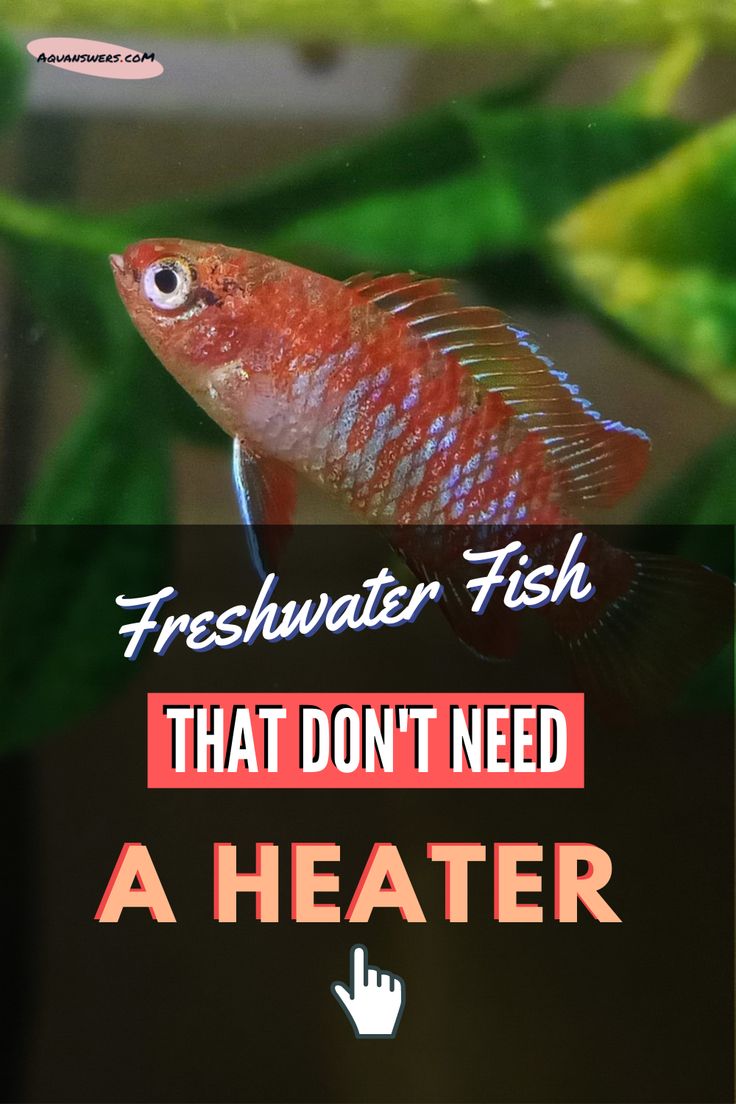 a red fish with the words, freshwater fish that don't need a heater