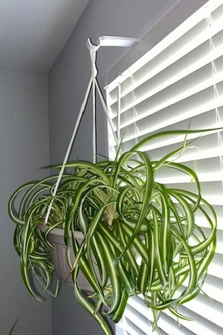 a potted plant hanging from the side of a window sill in front of blinds