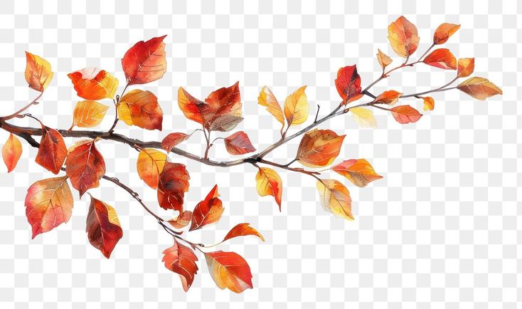 an autumn branch with red and yellow leaves on it, transparent background png clipart