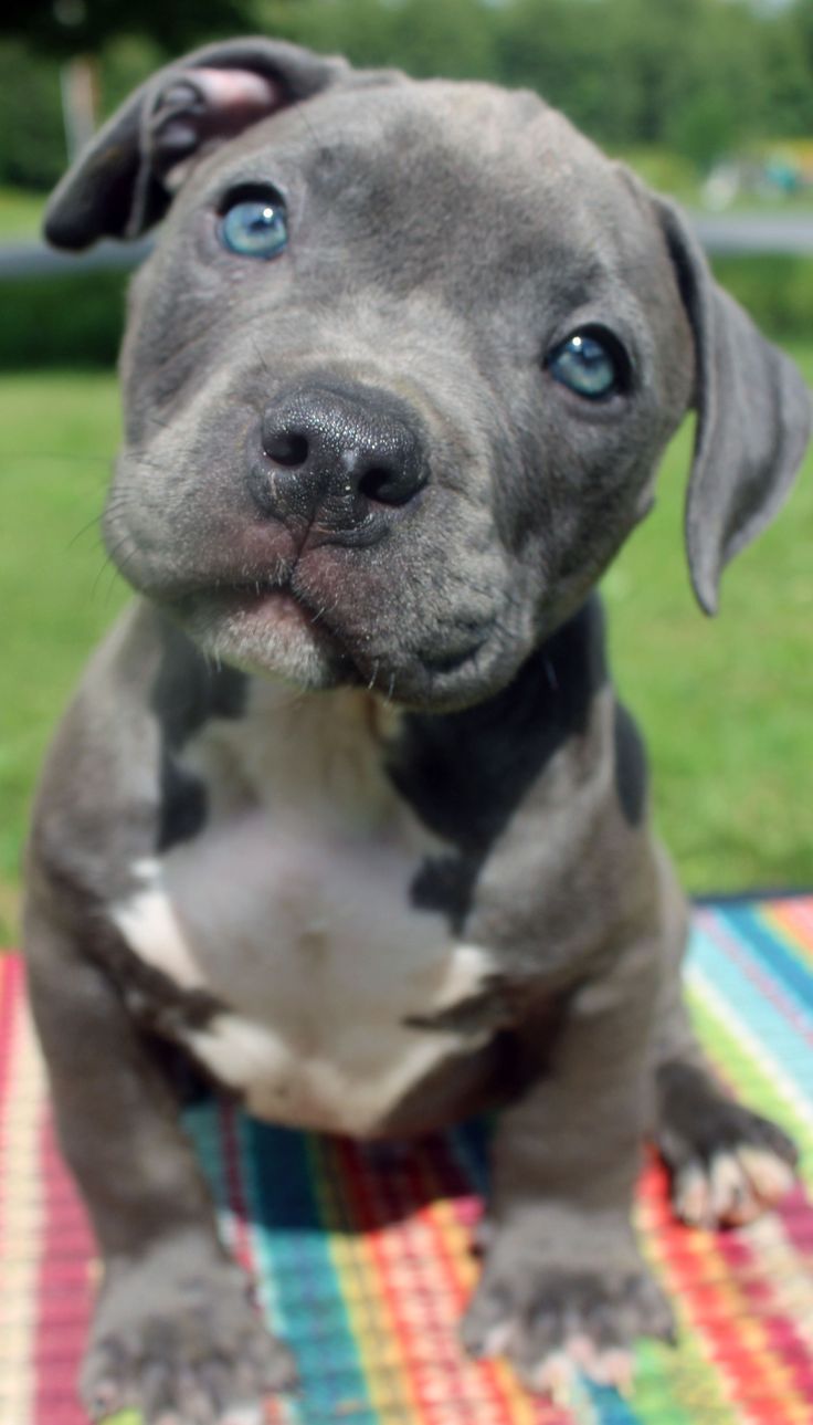 a gray dog with blue eyes sitting on a blanket looking at the camera and smiling