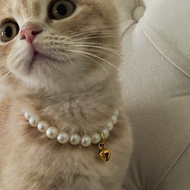 a cat with a pearl necklace on it's neck sitting on a white couch