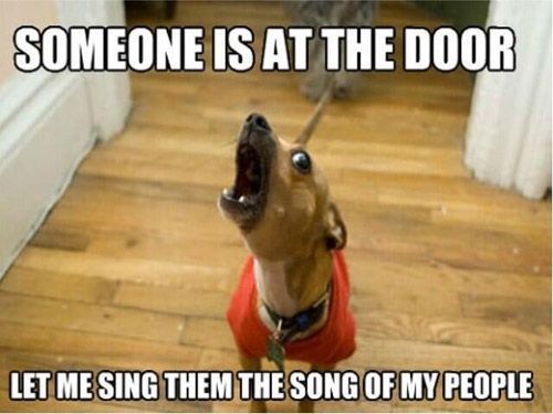 a dog with its mouth open and tongue out in front of the door saying someone is at the door let me sing them the song of my people