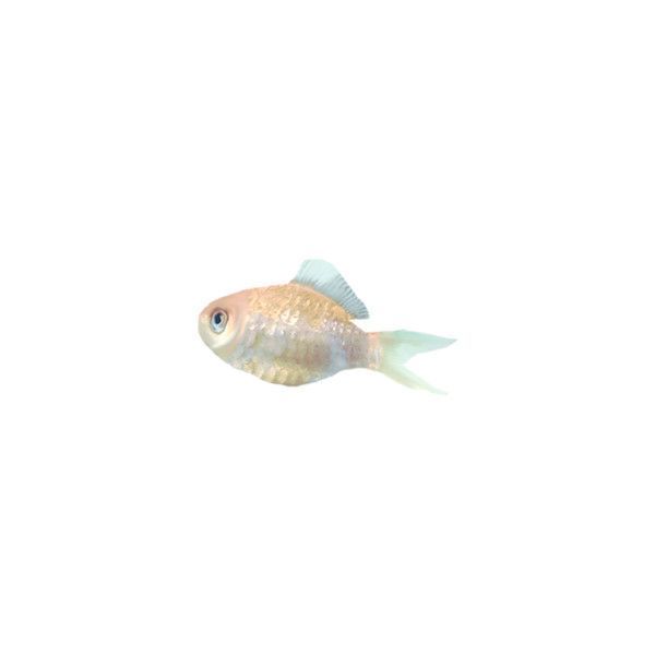 a goldfish swimming in the water on a white background