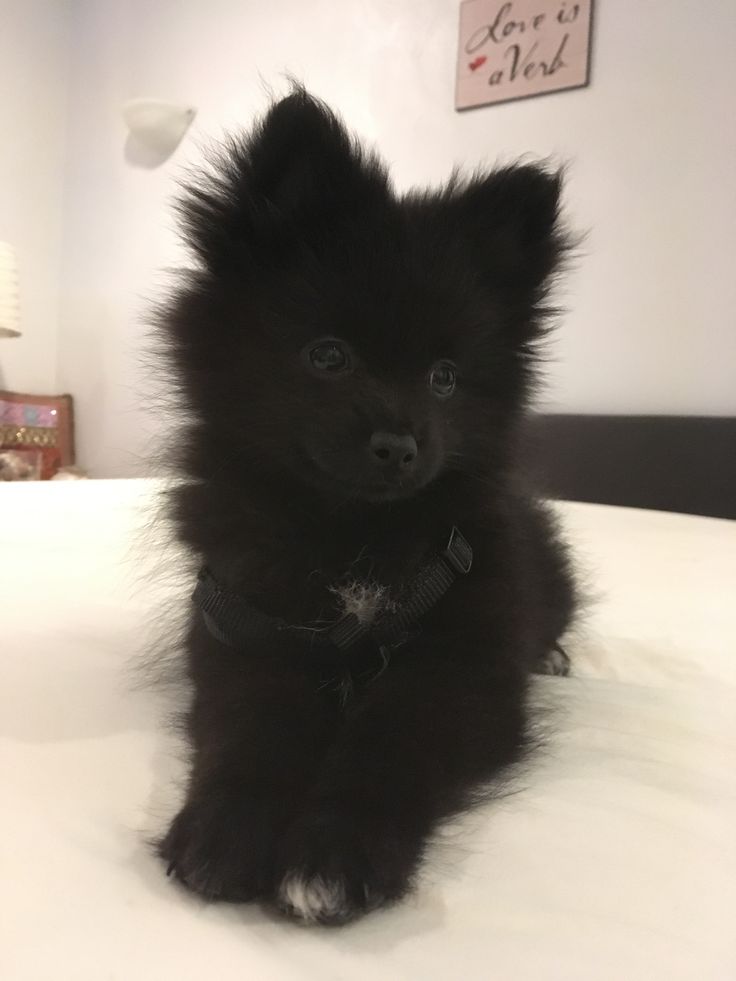 a small black dog sitting on top of a bed