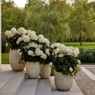 three large vases filled with white flowers sitting on top of a stone walkway