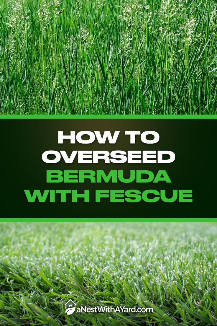 green grass with the words how to overseed bermunda with pescue